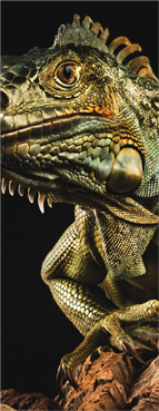 Detalhe do Guia 2